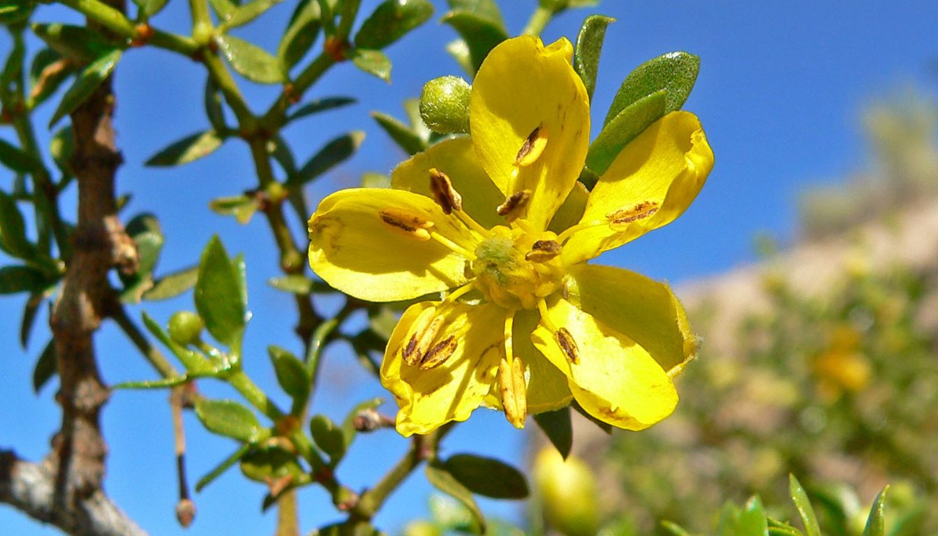 Chaparral Herb: Benefits, Traditional Uses, and Key Precautions